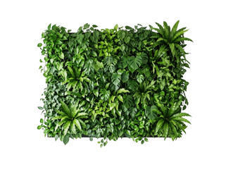 Obraz premium Vertical garden wall with lush green tropical foliage, including monstera and fern leaves, isolated on a solid black background