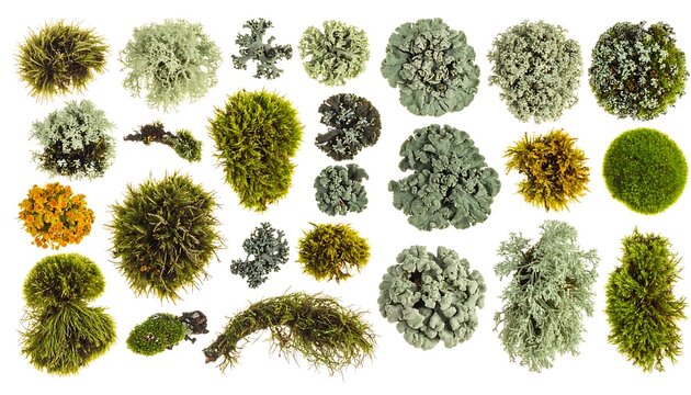 Variety of different moss types displayed.