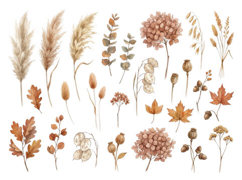 Watercolor collection of dried autumn plants, pampas grass, hydrangea flowers, oak leaves, acorns, and seed pods on black background