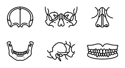 Facial Bones Anatomy Vector Icons, Human Skull Parts, Medical Illustration Set © HarunOr