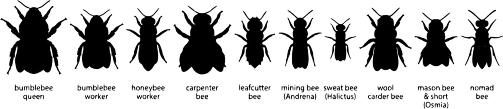 Set of black silhouette icons of different bee species and types isolated on a white background