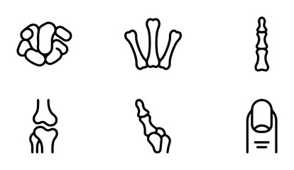 Fototapeta premium Human Bone Anatomy Icons: Hand, Finger, Knee, Joint, Skeleton Elements, Medical Illustration