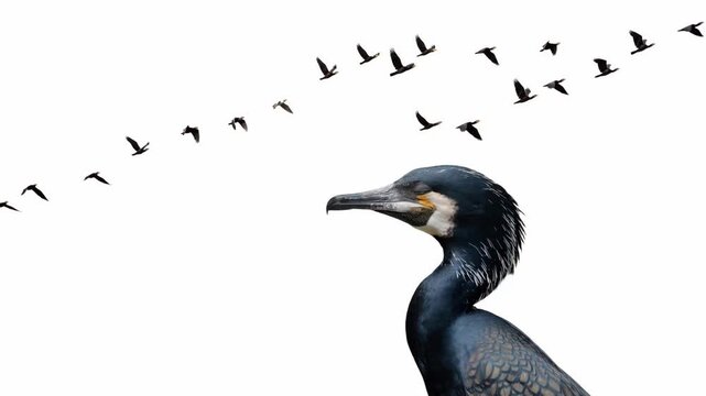 Great cormorant portrait and bird flock flying on white background. Animated cinemagraph, parallax animation, based on an original photograph.