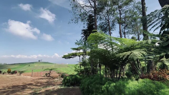 the border between pine forests, fern trees and residents' plantations in a cool hilly self-sufficient food area