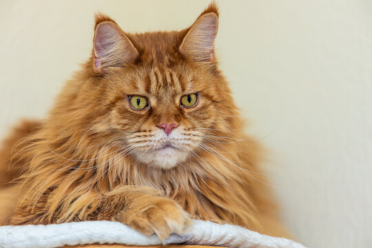 Roter Maine Coon Kater im Portrait.