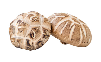 Fototapeta premium Front view of two shiitake mushrooms in stack isolated on white background with clipping path