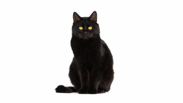 Beautiful black cat with yellow eyes sitting on white background. Animated cinemagraph, parallax animation, based on an original photograph.