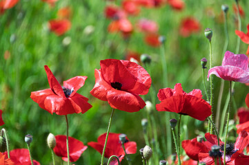 Fototapeta premium Beautiful red poppy flowers blooming vibrantly in the field under warm spring sunlight