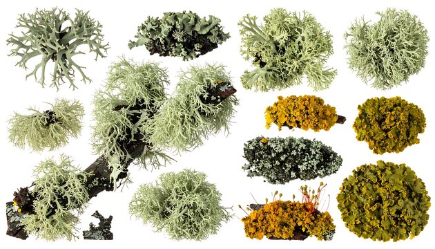 Variety of lichen and moss samples.