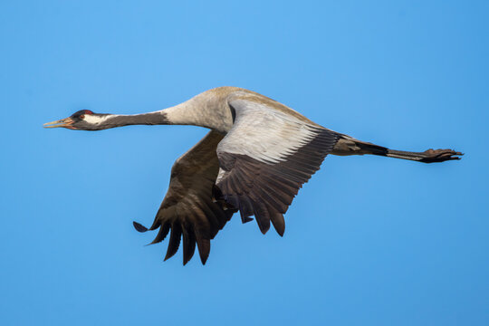 A crane flying at low altitude againsta a clear blue syk