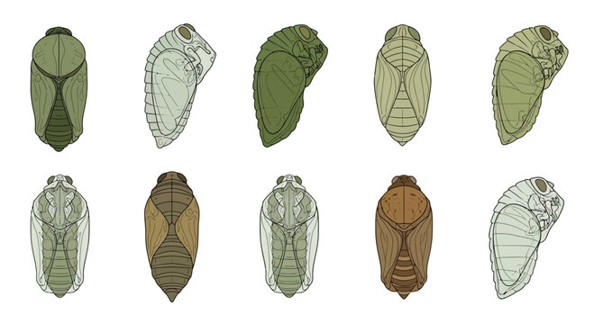 Set of Butterfly Pupae and Chrysalis Illustrations