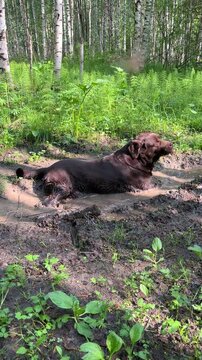 Labrador dog bathing in a muddy puddle