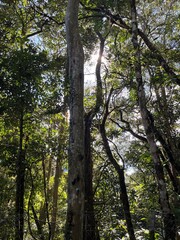 Fototapeta premium trees in the woods