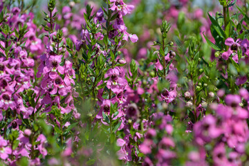 Obraz premium Beautiful pink angelonia flowers blooming vibrantly in a lush green field under summer sunlight