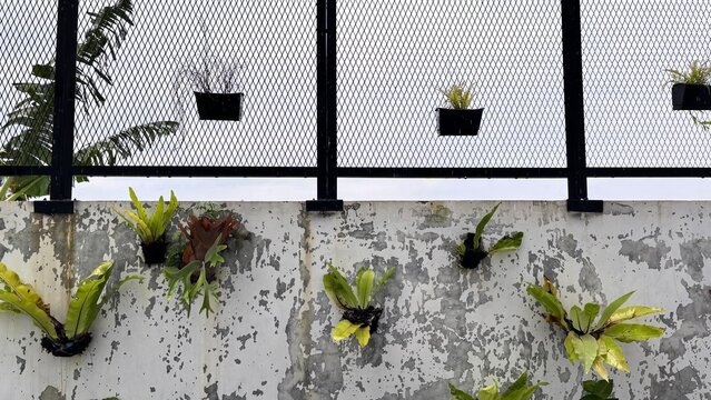     Kadaka (Asplenium nidus) Growing on Old Wall