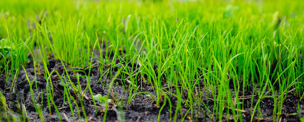 Obraz premium Young green grass growing from fertile soil, spring and nature background