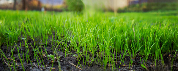 Obraz premium Young green grass growing from fertile soil, spring and nature background