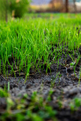 Obraz premium Young green grass growing from fertile soil, spring and nature background