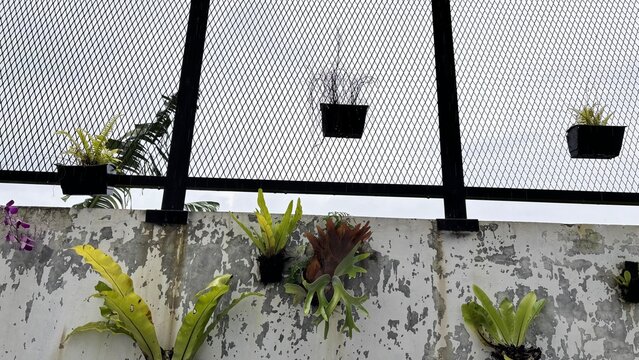     Kadaka (Asplenium nidus) Growing on Old Wall