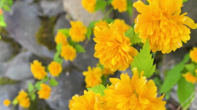 風に揺れるヤエヤマブキ