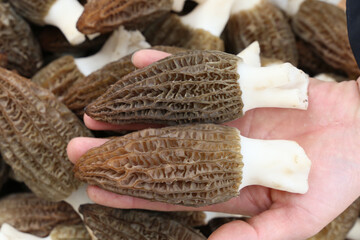 Obraz premium Fresh Morel Mushrooms in Hand Close Up