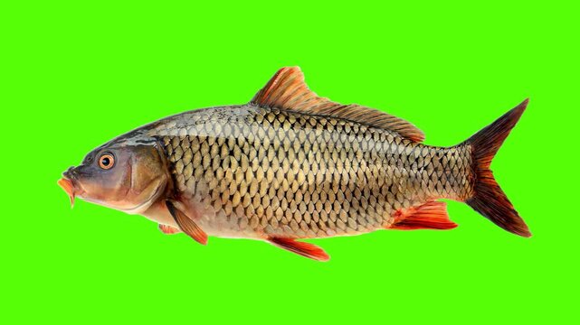 Fresh common carp fish isolated on green screen keying background. Animated cinemagraph, parallax animation, based on an on original professional photograph.
