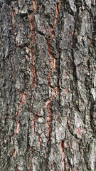 Fototapeta premium rough bark texture dominates the frame. Deep crevices and ridges show natural weathering. Warm tones suggest aged, sturdy wood. Ideal for rustic or organic design concepts