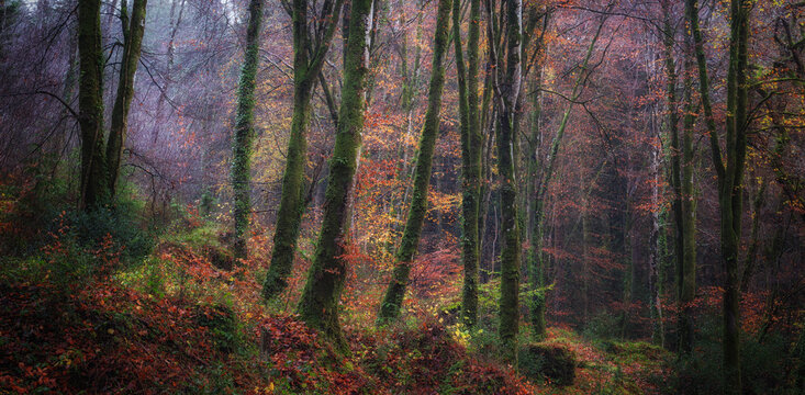autumn woodland in cornwall england uk 