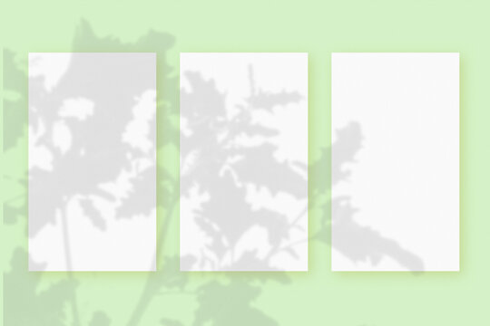 Natural light casts shadows ffrom the leaves of a tropical plant on 3 vertical sheets of white paper lying on a green background. Mockup