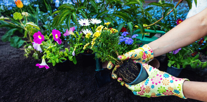 Planting flowers in the garden soil, hands in gloves spring gardening