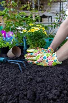 Planting flowers in the garden soil, hands in gloves spring gardening