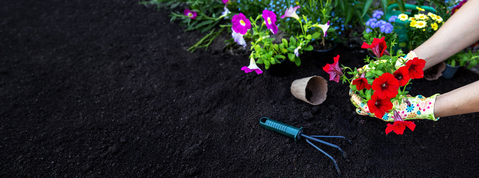 Transplanting flowers in garden, top view, spring gardening background