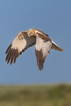 Western Marsh Harrier - Circus aeruginosus hovering in flight over El Taray, Spain. Beautiful view of a hunting male raptor looking down against a clear blue sky background. Vertical.