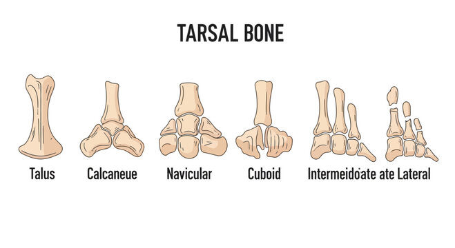 Anatomy Of Tarsal Bones: Talus, Calcaneus, Navicular, Cuboid, Cuneiforms