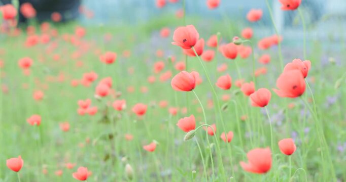 春の野原に自生するオレンジ色のナガミヒナゲシ