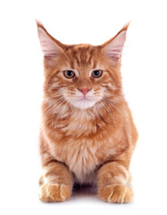 Fototapeta premium maine coon kitten
