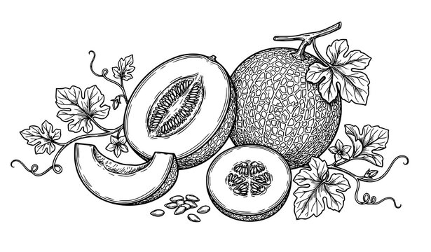 Elegant melon botanical vector coloring illustration isolated on white background