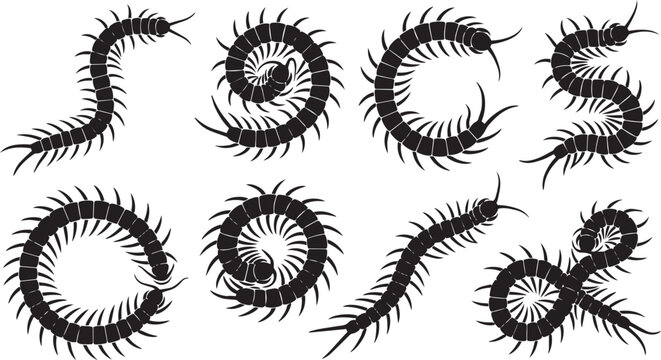 Vector set of centipede and myriapod silhouettes. Diverse multi-legged creatures in dynamic serpentine and coiled forms, ideal for nature-inspired graphic designs