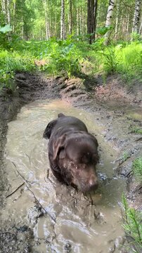 Labrador dog bathing in a muddy puddle