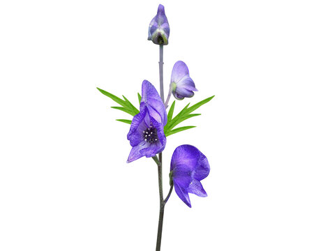 Aconitum or monkshood plant with flower buds isolated on a white background