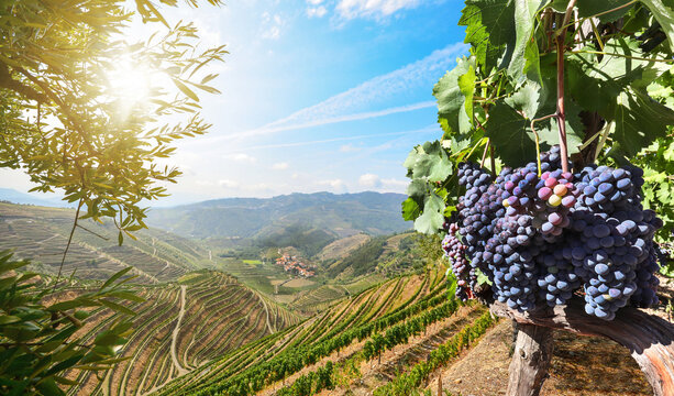 Red wine grapes in Douro Valley winery at Porto wine region: Vineyards near Duero river and Pinhao, Portugal Europe