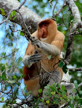 Male proboscis monkey in tree
