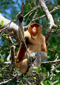 Male proboscis monkey in tree

