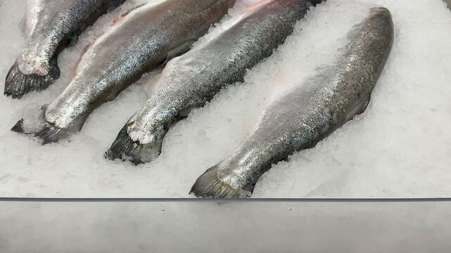 Raw whole rainbow trout with a head, chilled on shallow ice at the seafood market. An open shelf at the fish market. Close-up