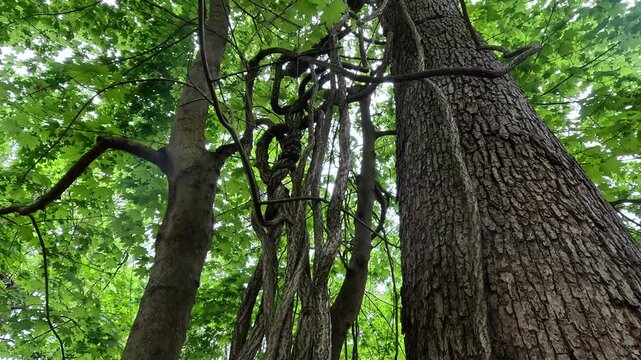Woody lianas climbing the trunks of tall trees in a forest ecosystem. Hartshorne Woods Park