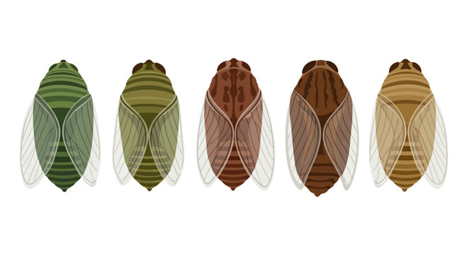 Set of Five Colorful Cicada Insect Illustrations