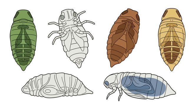 Illustration of Insect Pupae and Larval Development Stages