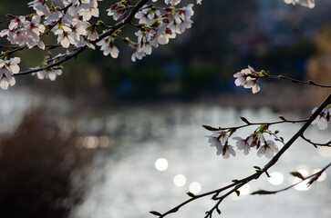 Fototapeta premium Cherry blossom branches with pink flowers against a blurry sparkling water surface in the evening light.