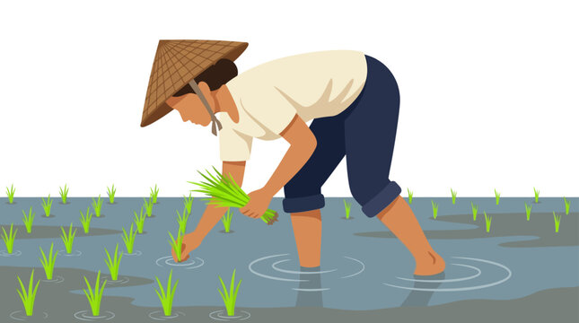 A farmer wearing a traditional conical hat planting rice seedlings in a flooded paddy field.