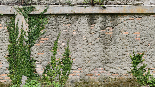 weathered, industrial style wall featuring a combination of textures and natural element. green vines or creeping ivy. crumbling red brick wall